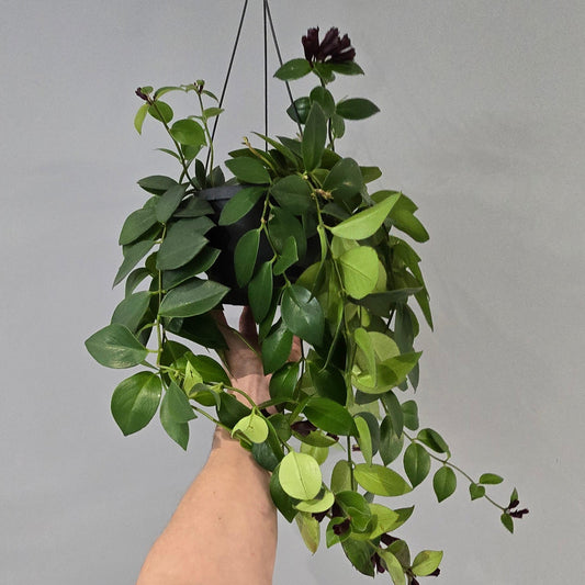 Hanging - Aeschynanthus Lipstick "Mona Lisa"