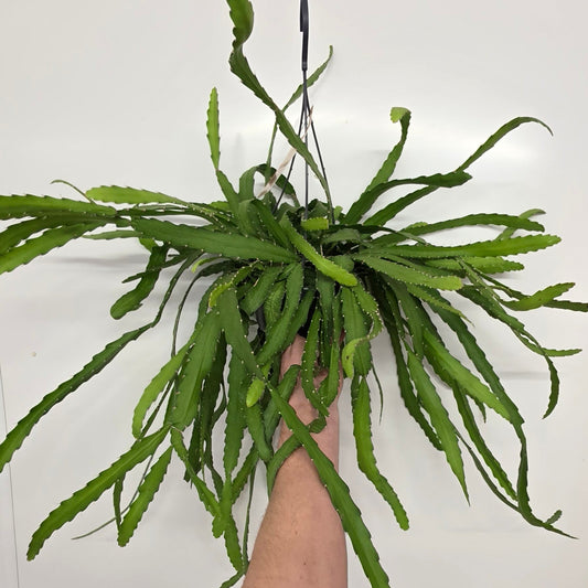 Hanging - Rhipsalis Monacantha