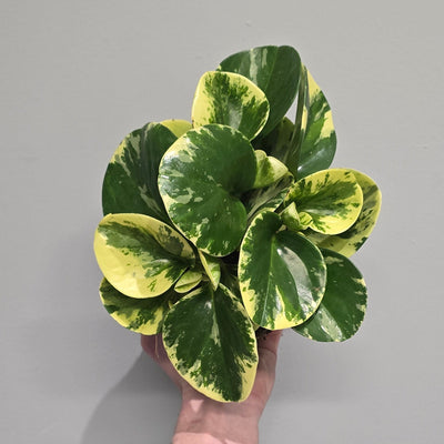 Peperomia Obtusifolia Green Gold