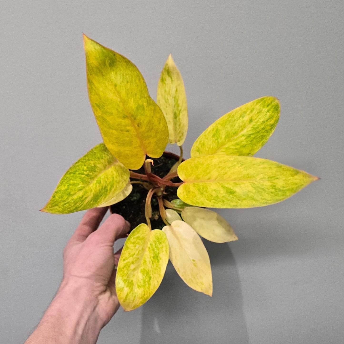 Philodendron 'Painted Lady'