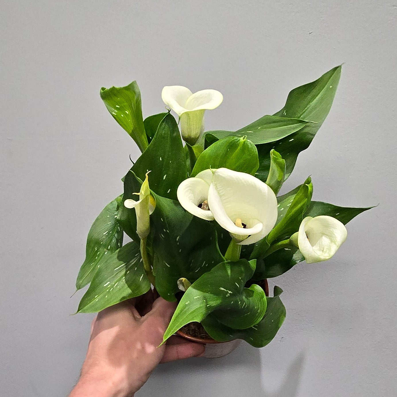 Calla Lily Zantedeschia