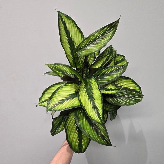 Calathea Ornata 'Beauty Star'