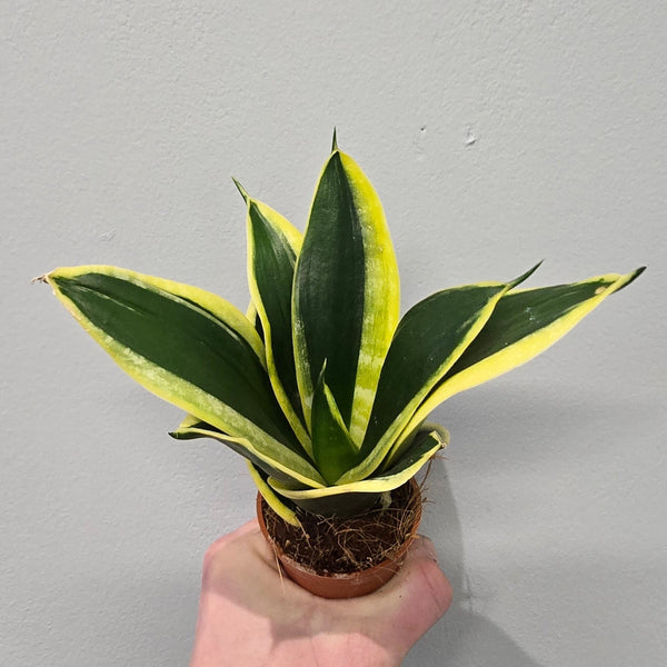 Mini - Sansevieria 'Golden Hahnii'
