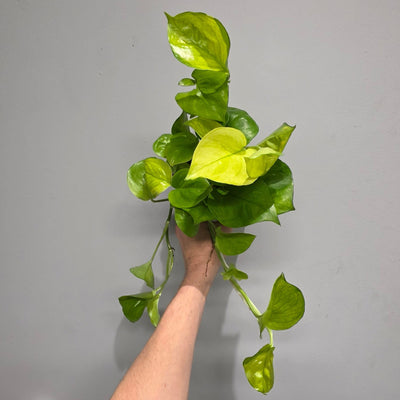 Epipremnum Lemon Top