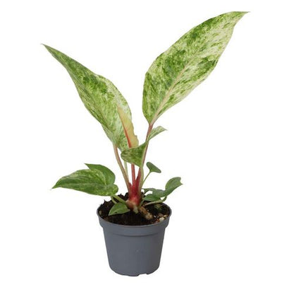 Anthurium Renaissance Variegated