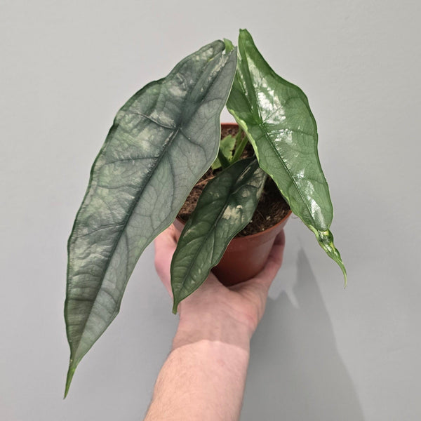 Alocasia Dragons Breath
