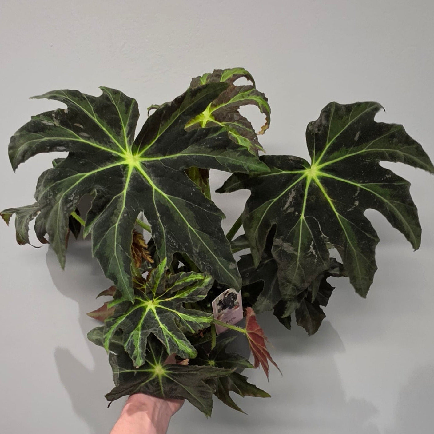 Begonia Draco