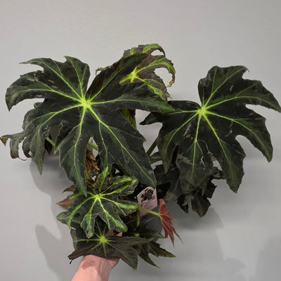 Begonia Draco