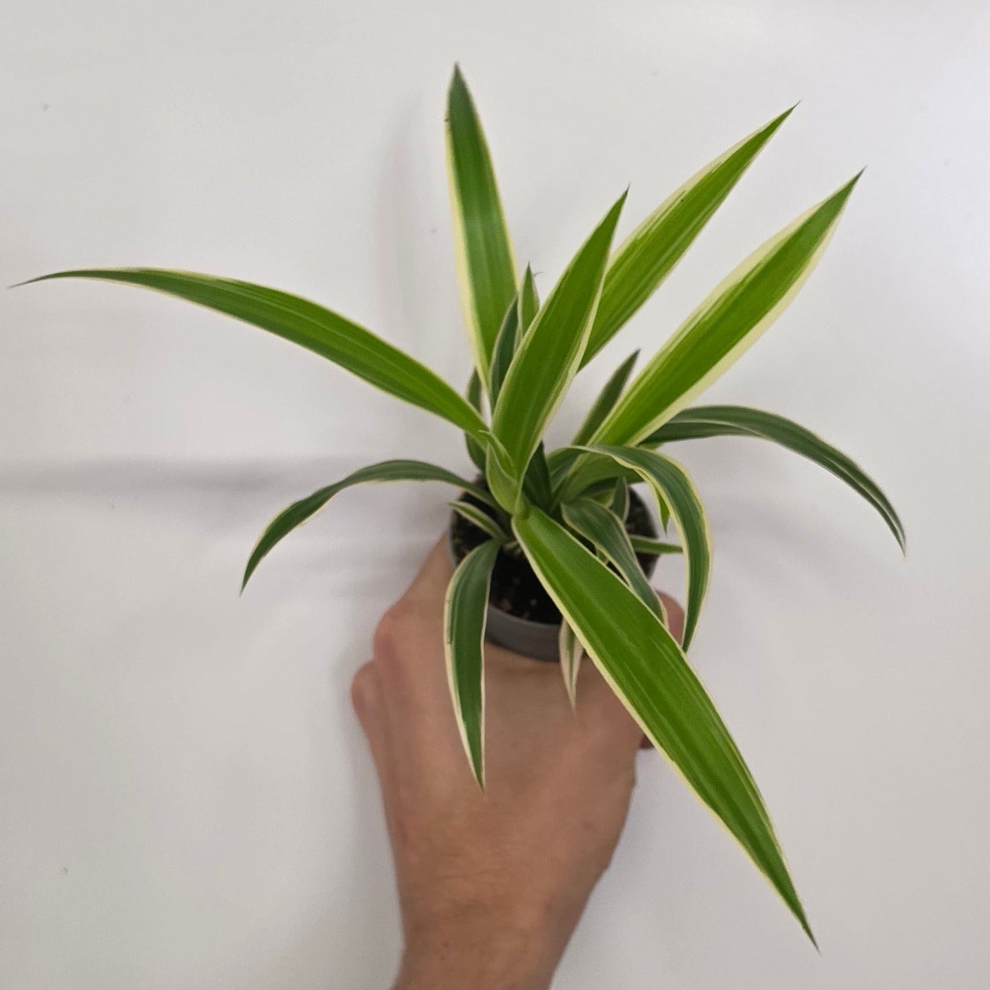 Mini Spider Plant Chlorophytum Irish