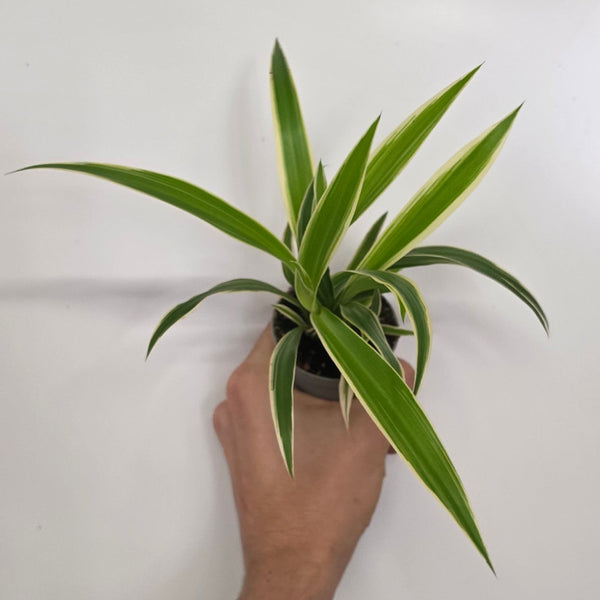 Mini Spider Plant Chlorophytum Irish