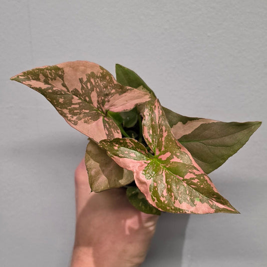 Mini - Syngonium Hybrid 'Pink Splash'