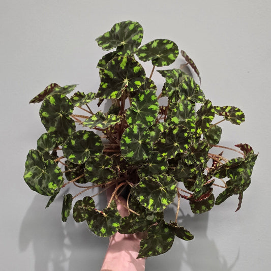 Begonia Rex Tiger