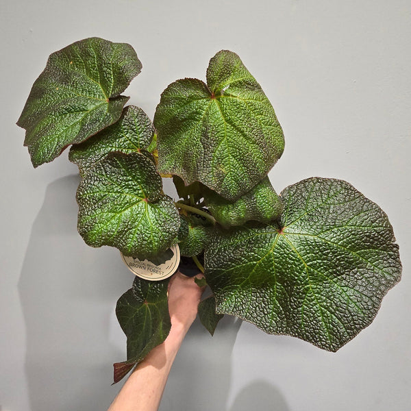Begonia Brown Forrest