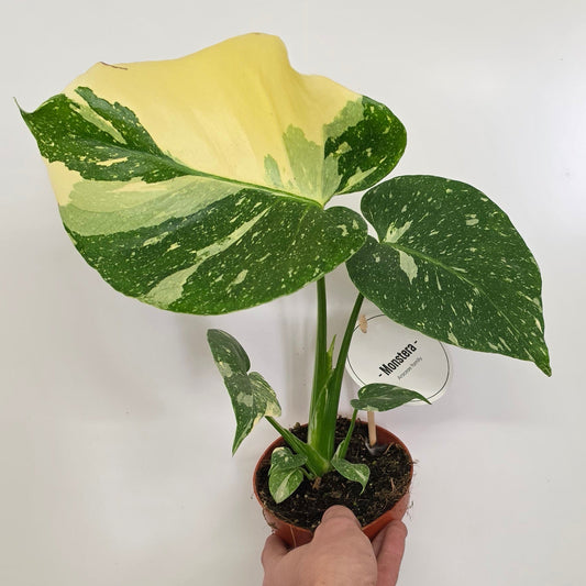 Monstera Thai Constellation
