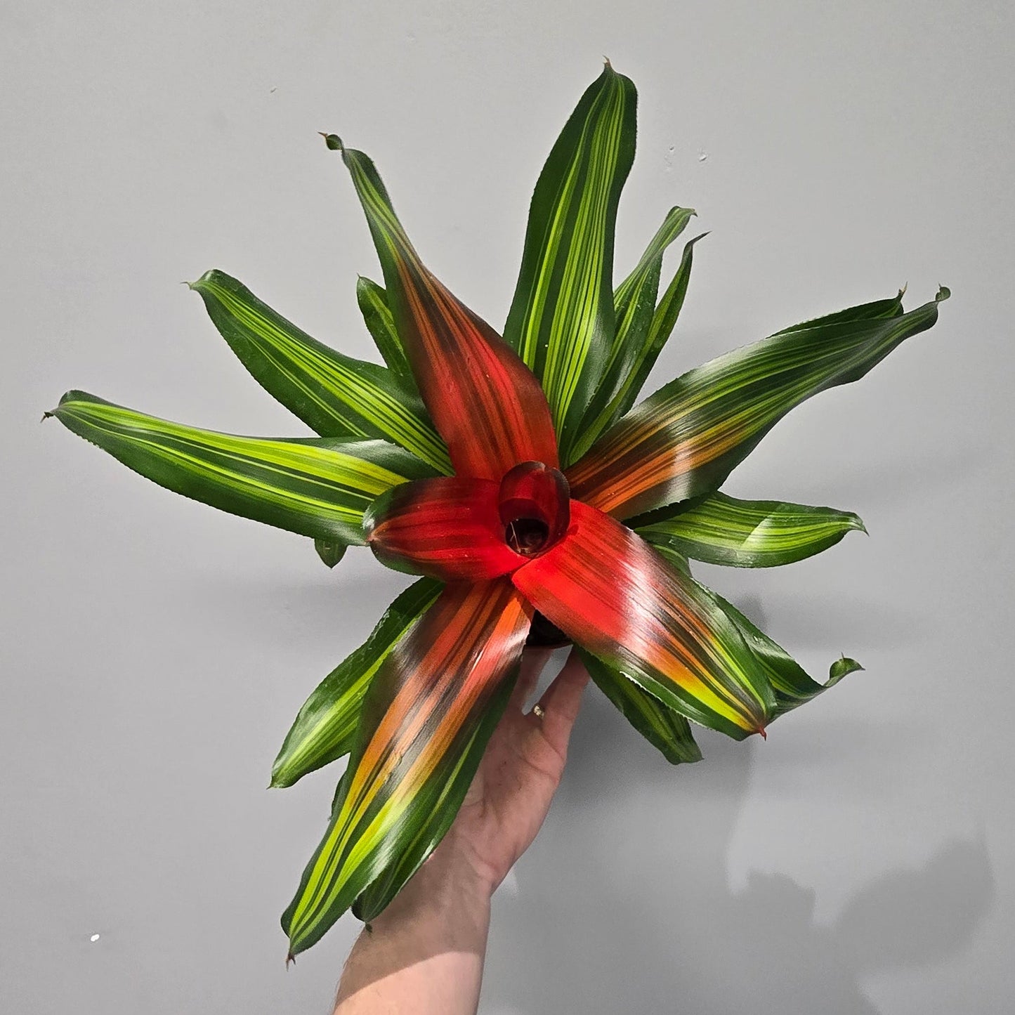 Neoregelia 'Freddy' - Grade B
