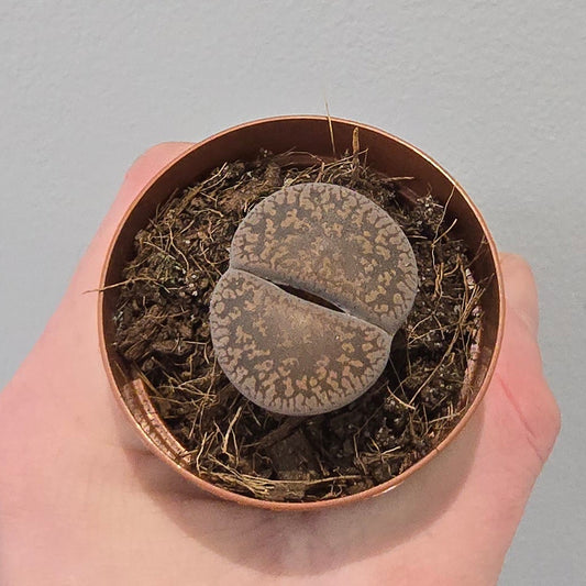 Mini - Lithops "Mixed"