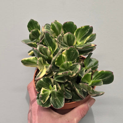 Crassula Ovata Variegated