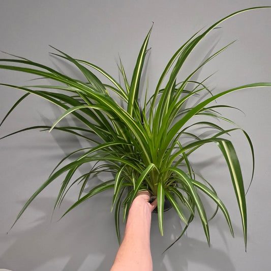 Hanging - Chlorophytum Variegated "Spider Plant"
