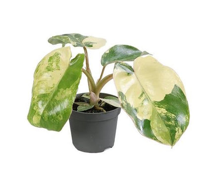 Mini Philodendron Burle Marx Variegated - Pick Date 13th