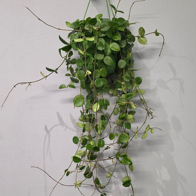Hanging Hoya Mathilde Splash