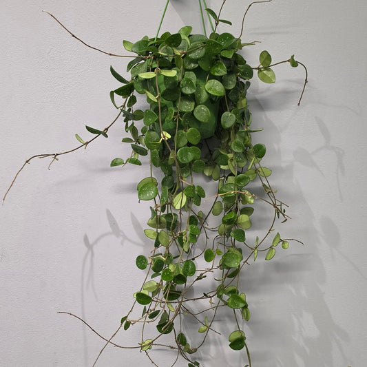 Hanging Hoya Mathilde Splash