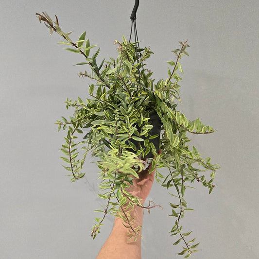 Hanging - Aeschynanthus Lipstick "Variegated"