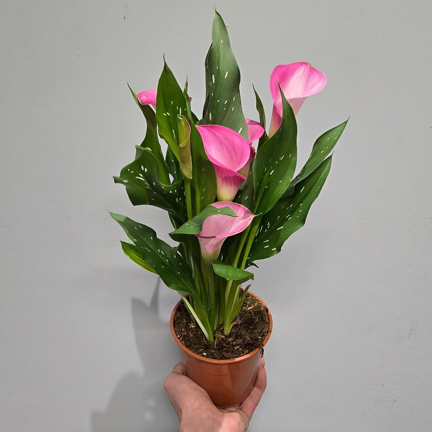 Calla Lily Zantedeschia
