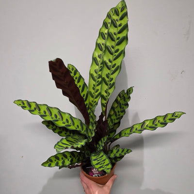 Calathea Rattlesnake