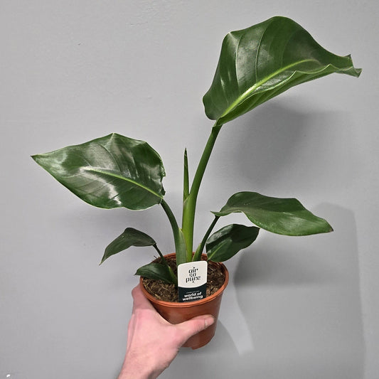 Strelitzia Nicolai "BOP"