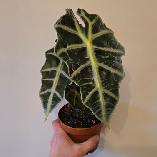 Alocasia Polly