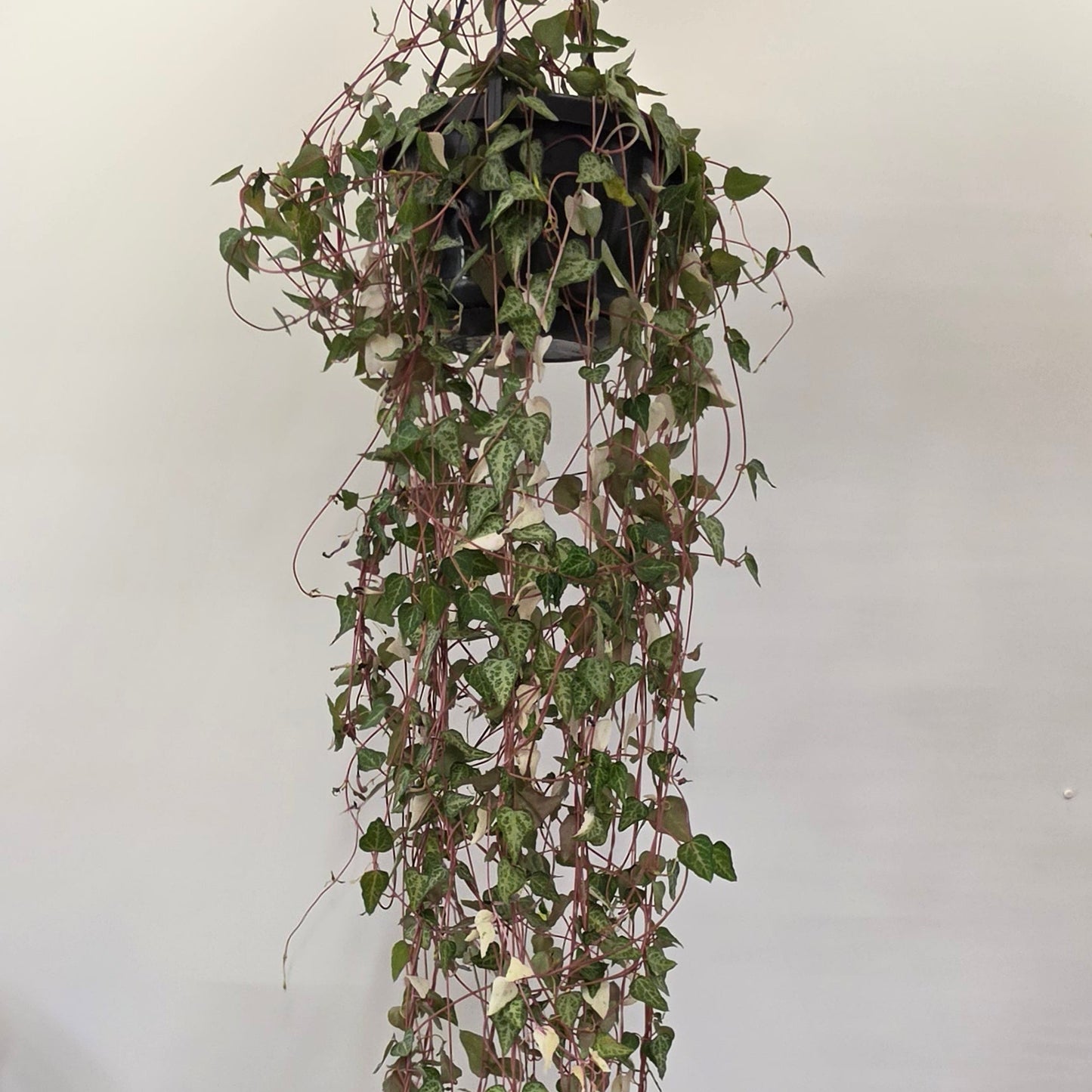 Hanging Ceropegia Linearis 'Luuk'