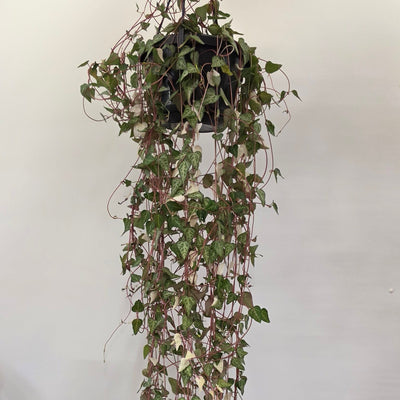 Hanging Ceropegia Linearis 'Luuk'