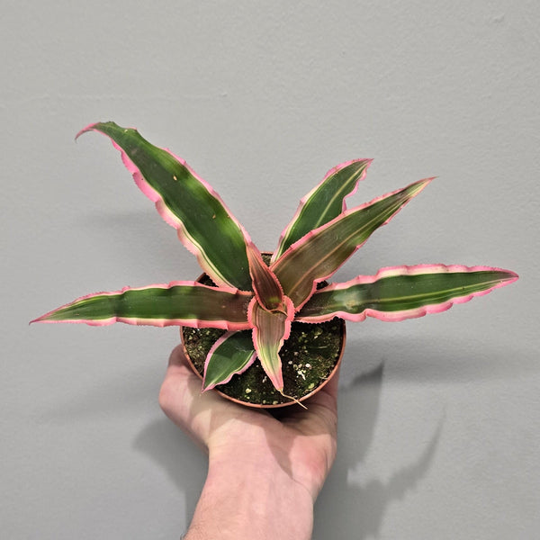 Cryptanthus Pink Bivittat