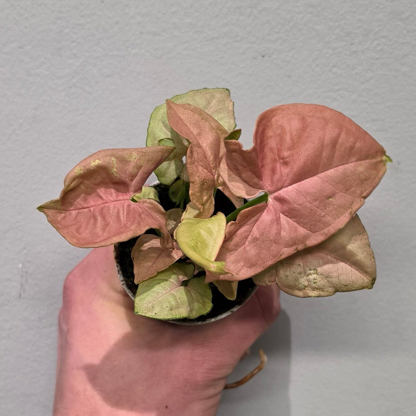 Mini Syngonium Neon Pink