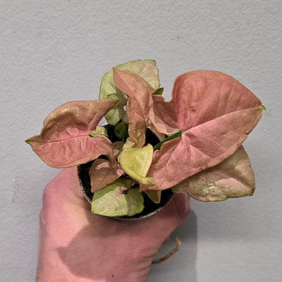 Mini Syngonium Neon Pink