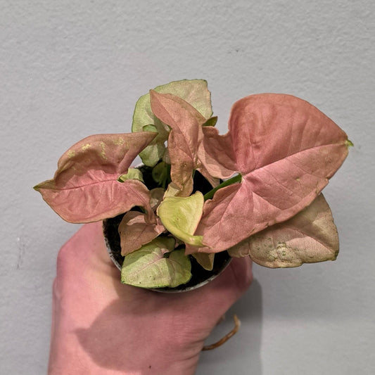 Mini Syngonium Neon Pink