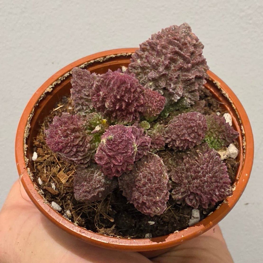 Adromischus Marianiae "Coral Red"