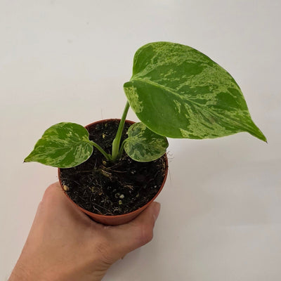 Monstera Bulbasaur