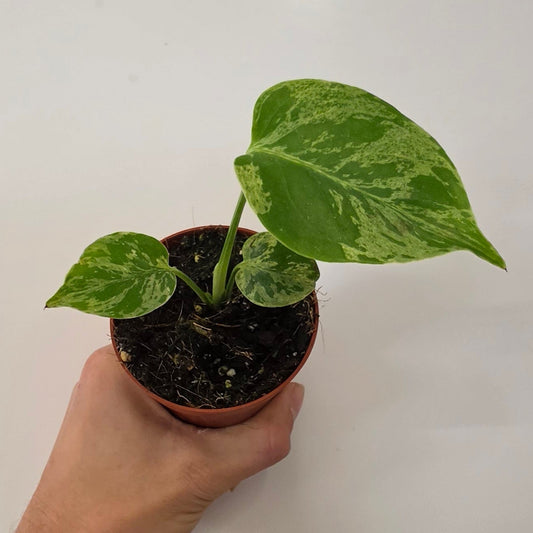 Monstera Bulbasaur