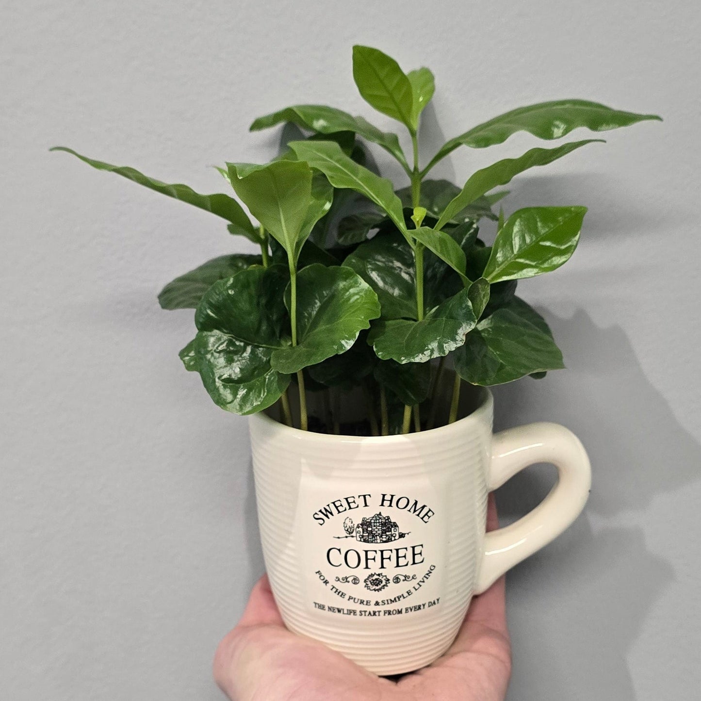 Coffea Arabica in Mug