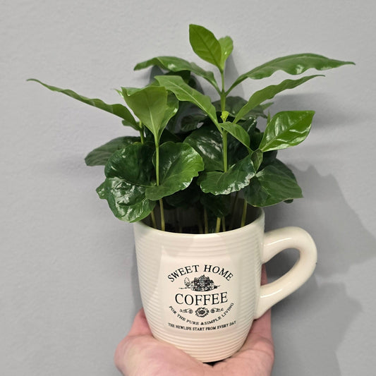 Coffea Arabica in Mug