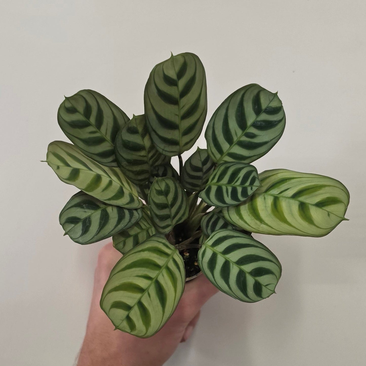 Mini - Ctenanthe Burle Marxii