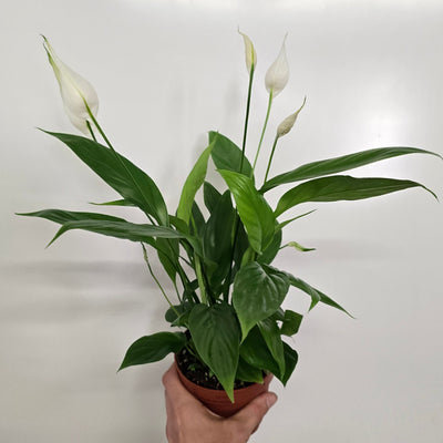 Spathiphyllum Alana