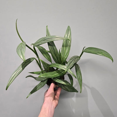 Epipremnum Amplissimum Silver