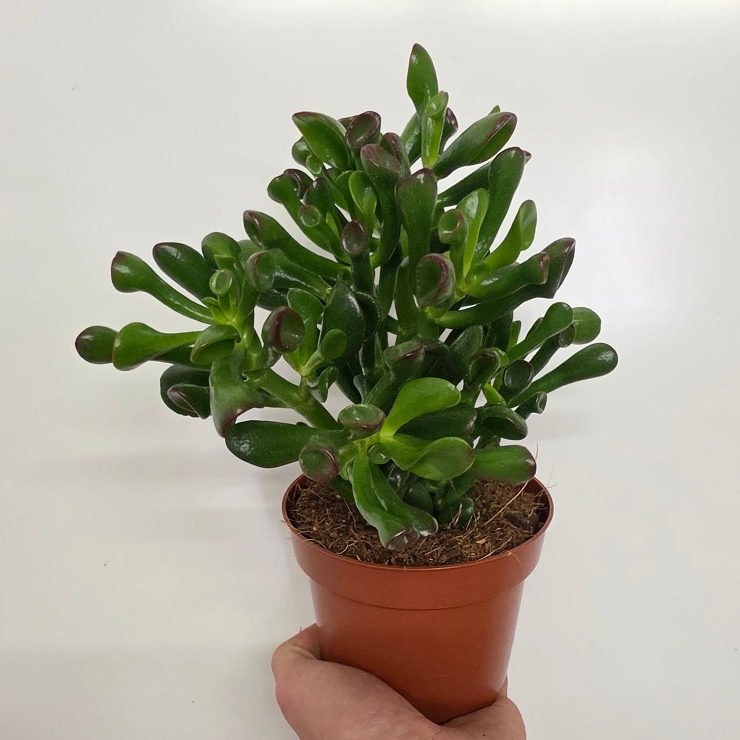 Crassula 'Hobbit'