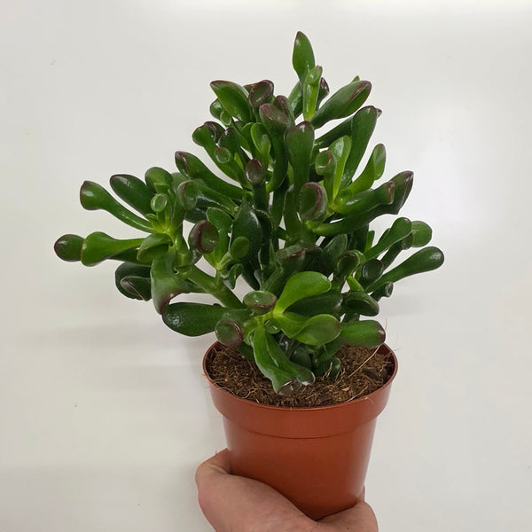 Crassula 'Hobbit'