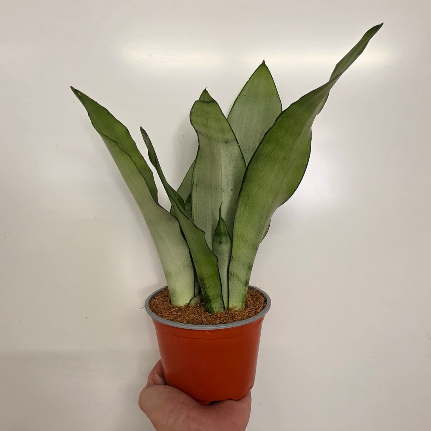 Sansevieria Moonshine in Hainan