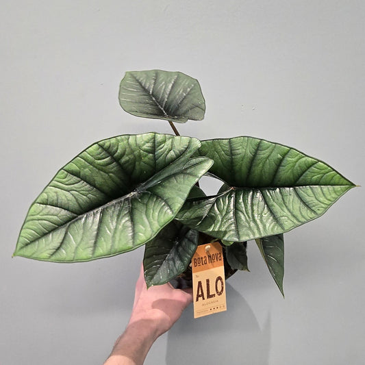 Alocasia Platinum