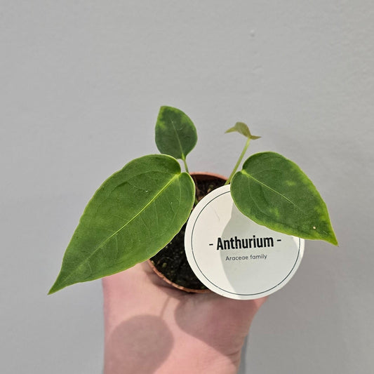 Mini - Anthurium Peltigerum