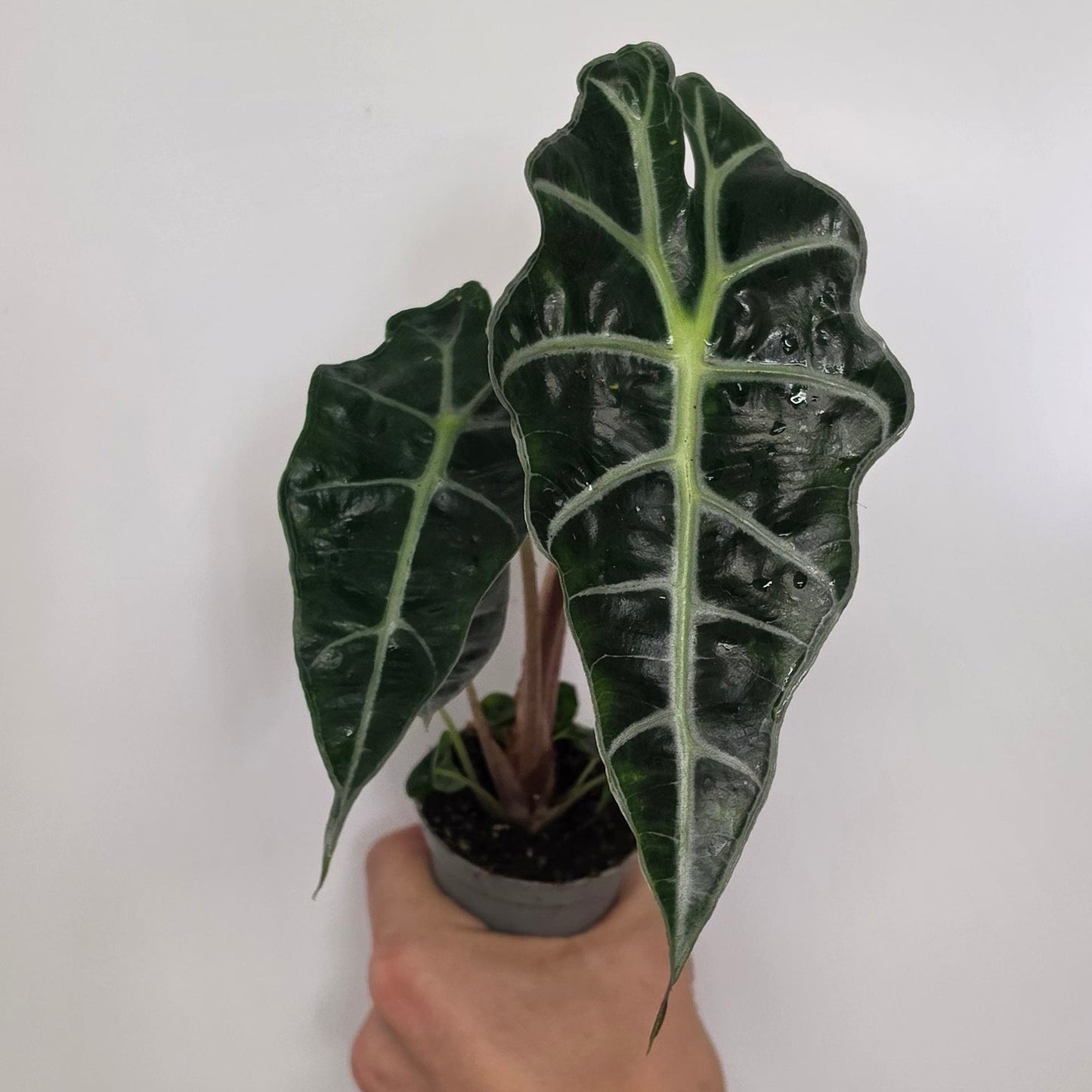 Mini Alocasia Polly